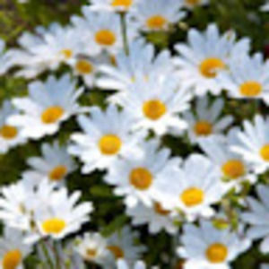 Meet your Posher, Aveah